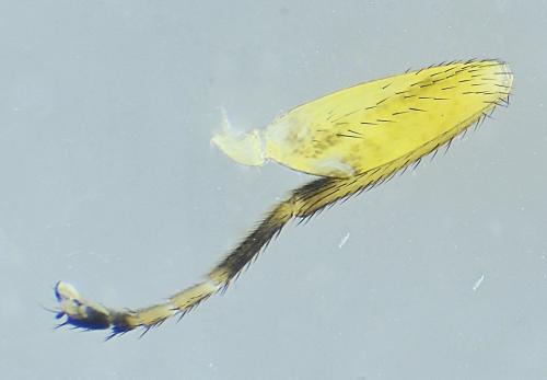 Réf. 287 624 : Chlorops pumilionis